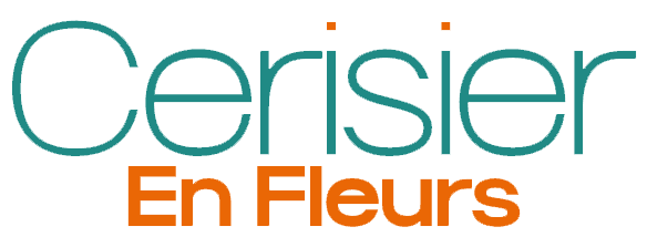 Cerisier En Fleurs