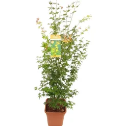 Acer palmatum, variétés variables : pot 14L