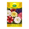 AGREEN - À propos de la variété graines de pétunia compactes 300678bolsh daccord - agreen