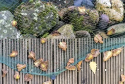 AQUAGART - Filet de bassin 8 m x 16 m filet à feuilles, filet, filet de protection contre les feuilles, robuste