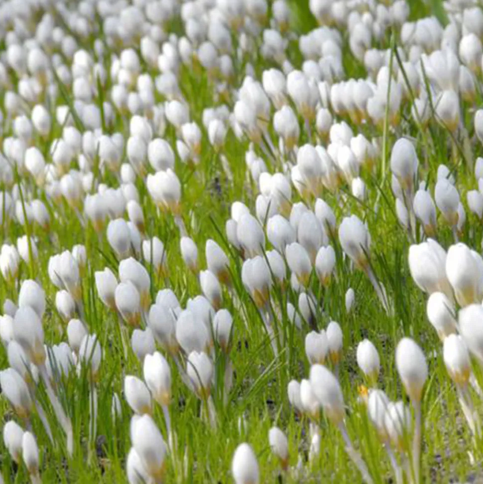 ARBORIX - 250 crocus ard schenk - 250 x crocus ard schenk