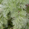 ARBORIX - 6 x absinthe - artemisia absinthium - godet 9cm x 9cm
