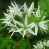 ARBORIX - 6 x ail des ours - allium ursinum - godet 9cm x 9cm