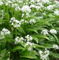 ARBORIX - 6 x ail des ours - allium ursinum - godet 9cm x 9cm