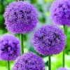 ARBORIX - 10 x ail d'ornement mars - bulbes à fleurs de printemps