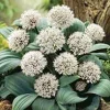ARBORIX - 25 x ail d'ornement karataviene - bulbes à fleurs de printemps