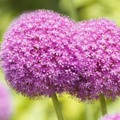 ARBORIX - 3 x ail d'ornement gigantheum - 3 x allium giganteum