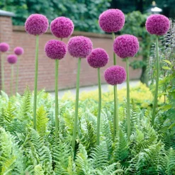 ARBORIX - 3 x ail d'ornement gigantheum - 3 x allium giganteum