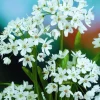 ARBORIX - 50 x ail d'ornement cowanii - bulbes à fleurs de printemps
