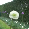 ARBORIX - 5 x ail d'ornement mont blanc - 5 x allium mont blanc
