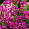 ARBORIX - 50 x ail d'ornement ostrowskianum - bulbes à fleurs de printemps