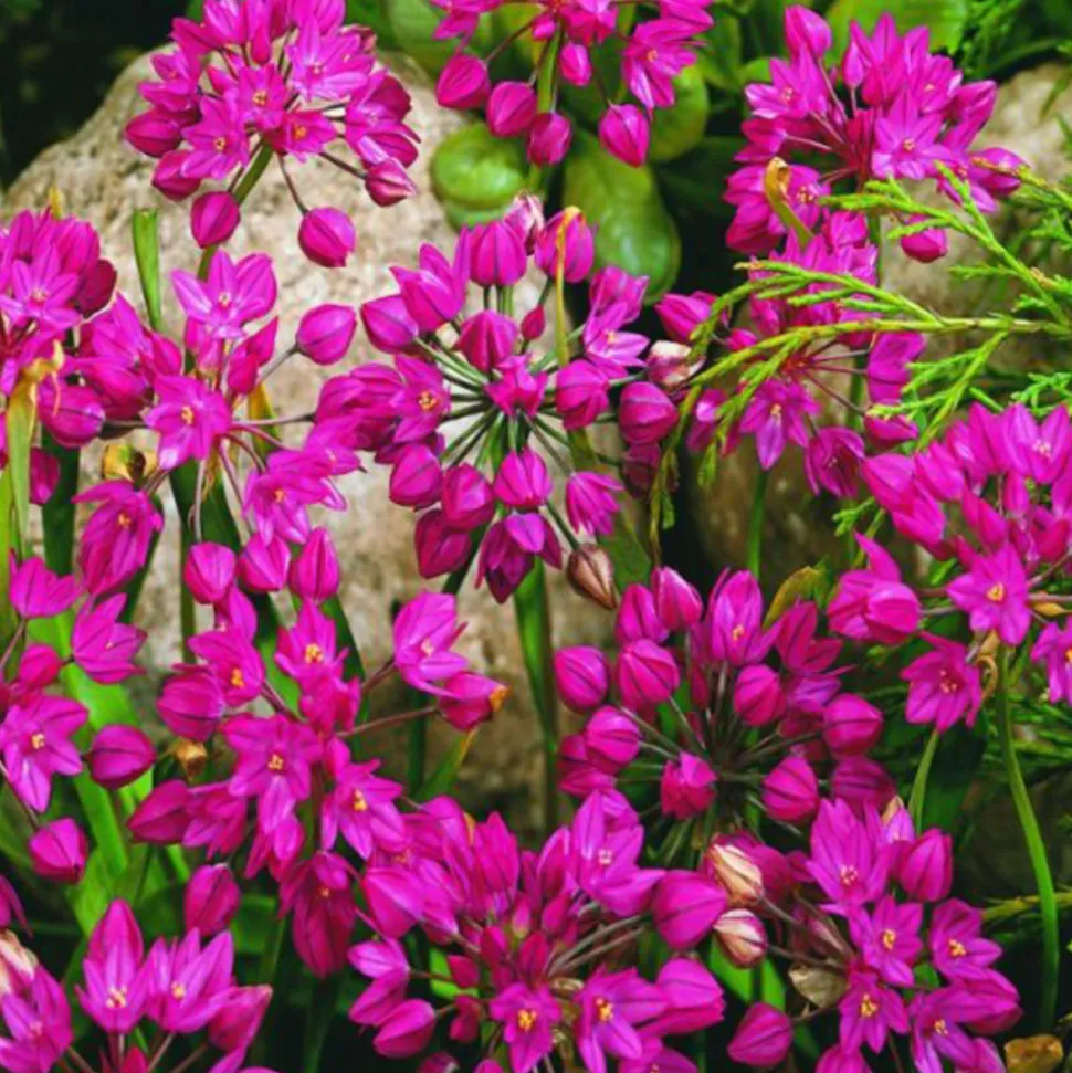 ARBORIX - 50 x ail d'ornement ostrowskianum - bulbes à fleurs de printemps