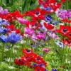ARBORIX - 50 x anemone de cean mix - bulbes à fleurs de printemps