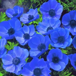 ARBORIX - 50 x anemone mister fokker - bulbes à fleurs de printemps