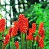 ARBORIX - 25 x arum italicum - bulbes à fleurs de printemps