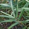 ARBORIX - 2 x bambou nain - pleioblastus variegatus - pot