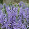 ARBORIX - 50 x camassia quamash - bulbes à fleurs de printemps