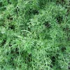 ARBORIX - 6 x camomille romaine 'treneague' - chamaemelum nobile 'treneague' - godet 9cm x 9cm