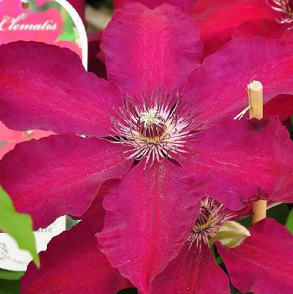 ARBORIX - 2 x clématite 'westerplatte' - clematis 'westerplatte' - 50-60 cm pot