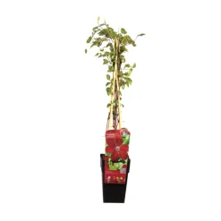 ARBORIX - 2 x clématite 'westerplatte' - clematis 'westerplatte' - 50-60 cm pot