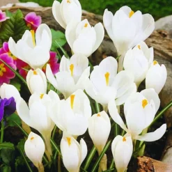 ARBORIX - 50 x crocus jeanne d'arc - bulbes à fleurs de printemps