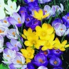 ARBORIX - 50 x crocus mix - bulbes à fleurs de printemps