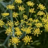 ARBORIX - 6 x fenouil - foeniculum vulgare - godet 9cm x 9cm