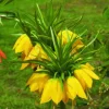 ARBORIX - 5 x fritillaria lutea - jaune - 5 x fritillaria lutea