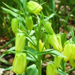ARBORIX - 5 x fritillaria pallidiflora - 5 x fritillaria pallidiflora