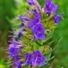 ARBORIX - 6 x hysope officinale - hyssopus officinalis - godet 9cm x 9cm