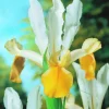 ARBORIX - 50 x iris angel wings - bulbes à fleurs de printemps