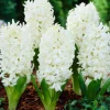ARBORIX - 25 x jacinthe blanc - bulbes à fleurs de printemps
