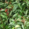 ARBORIX - 2 x laurier du portugal - prunus lusitanica - 40-50 cm pot