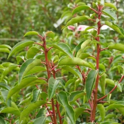 ARBORIX - 2 x laurier du portugal 'angustifolia' - prunus lusitanica 'angustifolia' - 40-50 cm pot
