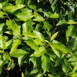 ARBORIX - 2 x laurier du portugal 'angustifolia' - prunus lusitanica 'angustifolia' - 30-40 cm pot