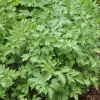 ARBORIX - 6 x livèche officinale - levisticum officinale - godet 9cm x 9cm