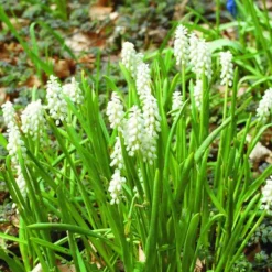 ARBORIX - 50 x muscari botryoides album - bulbes à fleurs de printemps