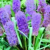 ARBORIX - 10 x muscari plumosum - bulbes à fleurs de printemps