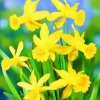ARBORIX - 25 x narcis peeping tom - bulbes à fleurs de printemps