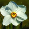ARBORIX - 25 x narcis recurvus - bulbes à fleurs de printemps