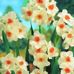ARBORIX - 50 x narcisses cragford - bulbes à fleurs de printemps