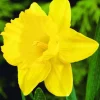 ARBORIX - 50 x narcisses golden harvest - bulbes à fleurs de printemps