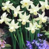 ARBORIX - 50 x narcisses jenny - bulbes à fleurs de printemps