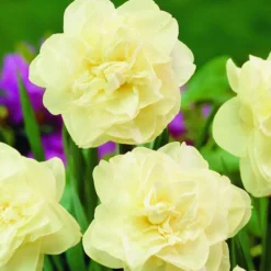ARBORIX - 50 x narcisses obdam - bulbes à fleurs de printemps