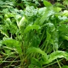 ARBORIX - 6 x oseille commune - rumex acetosa - godet 9cm x 9cm