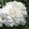 ARBORIX - 2 x rosier couvre-sol - rosa 'sea foam'