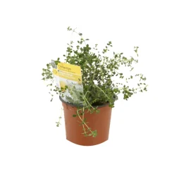 ARBORIX - 6 x thym citron - thymus citriodorus - godet 9cm x 9cm