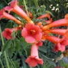 ARBORIX - 2 x trompette de virginie - campsis tagliabuana 'madame galen' - 50-60 cm pot