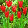 ARBORIX - 50 x tulipe aladdin - bulbes à fleurs de printemps