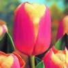 ARBORIX - 50 x tulipe anna jose - bulbes à fleurs de printemps